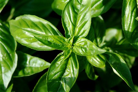 basil in the garden