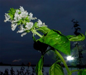 image of Ocimum basilicum (flowers)