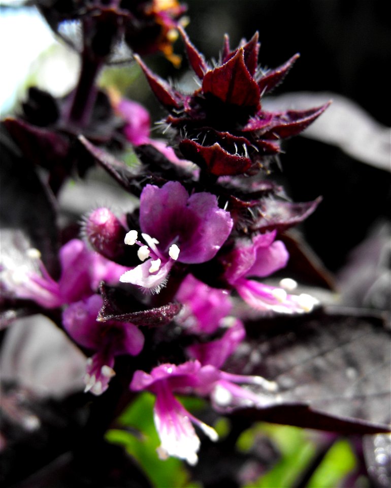 Ocimum basilicum 'Dark Opal' in the Botanical Building in Balboa Park, San Diego, California, USA. Identified by sign.