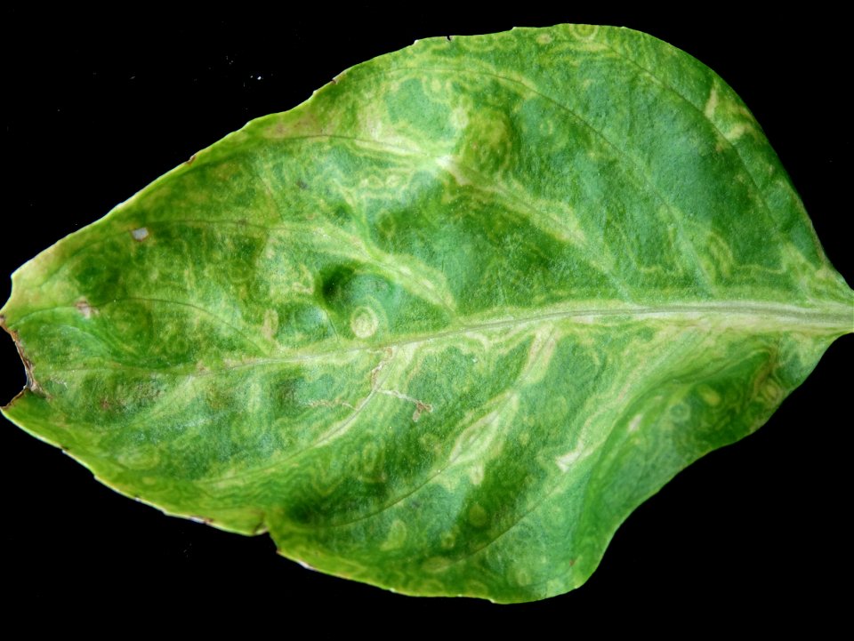 Pathogen: Tomato spotted wilt virus (TSWV)

Symptoms: Foliar mosaic, ringpots, chlorosis