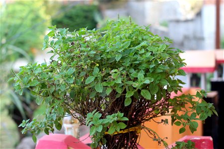 heal to grow by grow to heal.By the help of crushing 
,boiling,chewing it is useful aid n medicament