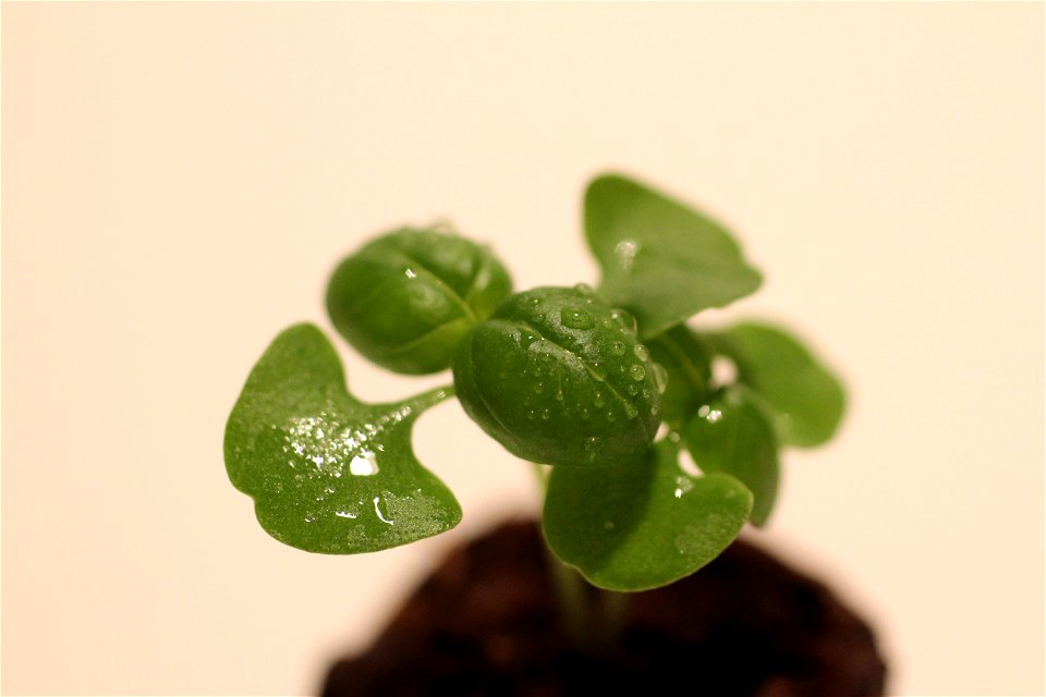 This is a picture of a small basil plant.