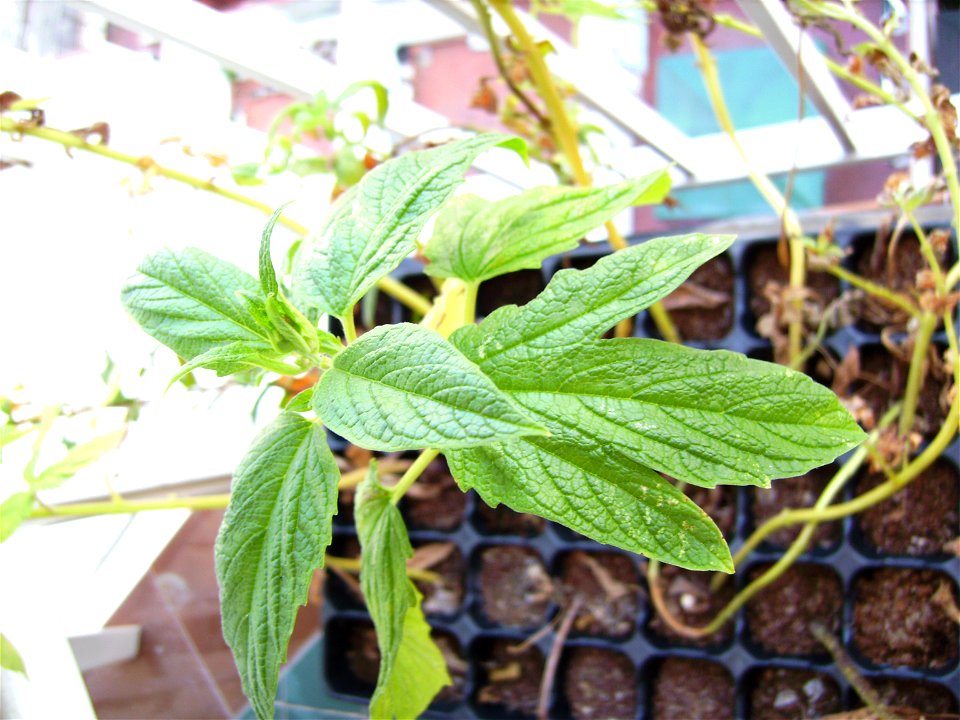 Sesame plant (Sesamum indicum) in a nursery in Barcelona