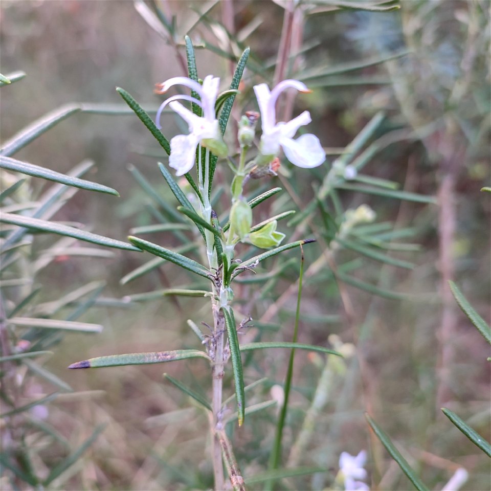 Rosemary (Salvia rosmarinus)