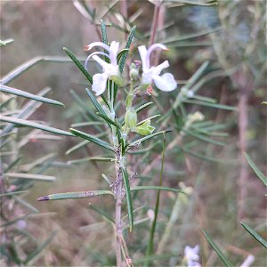 Rosemary (Salvia rosmarinus) photo