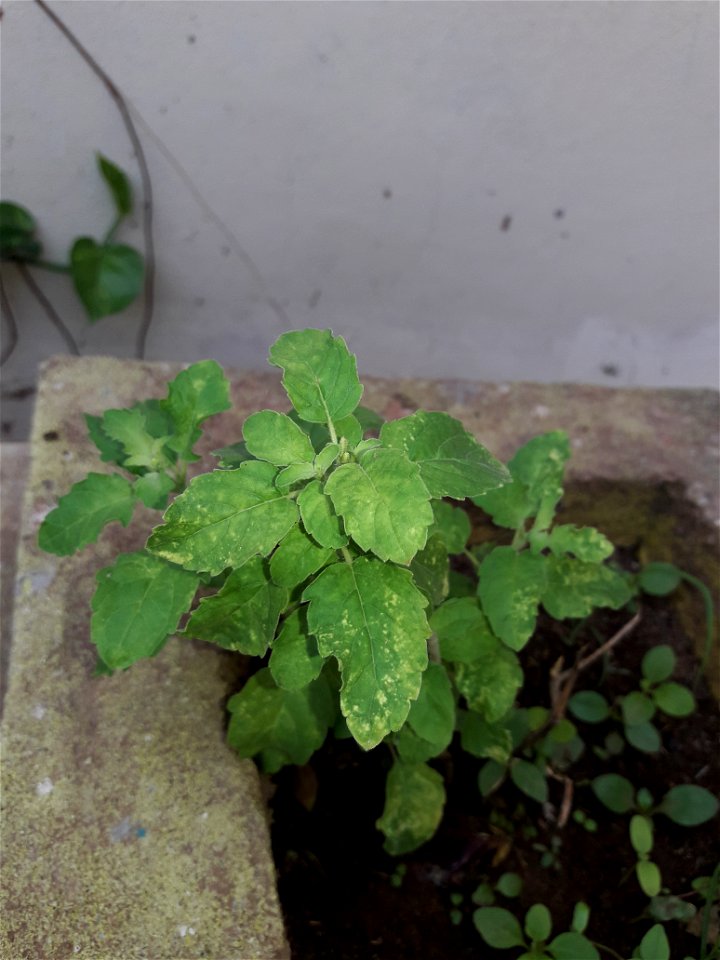 Holy Basil Plant in my home garden