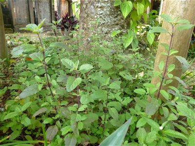 Ocimum tenuiflorum in Tây Phương pagoda, Vietnam