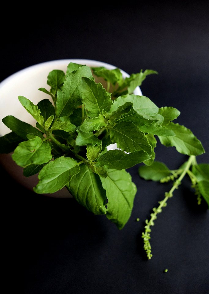 Holy basil (Ocimum tenuiflorum L.)