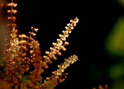 Photograph of "Tulasi" pods - a common household plant in India. The plant is worshiped amongst Hindus in India as a deity.