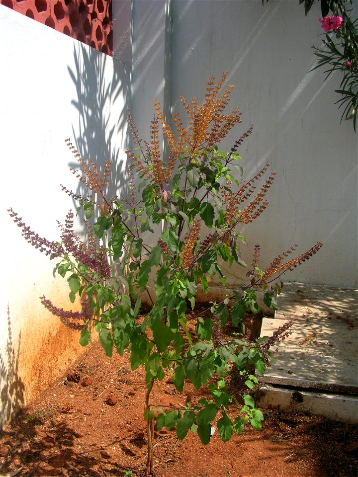 A snap of the Tulasi shrub in full bloom.
