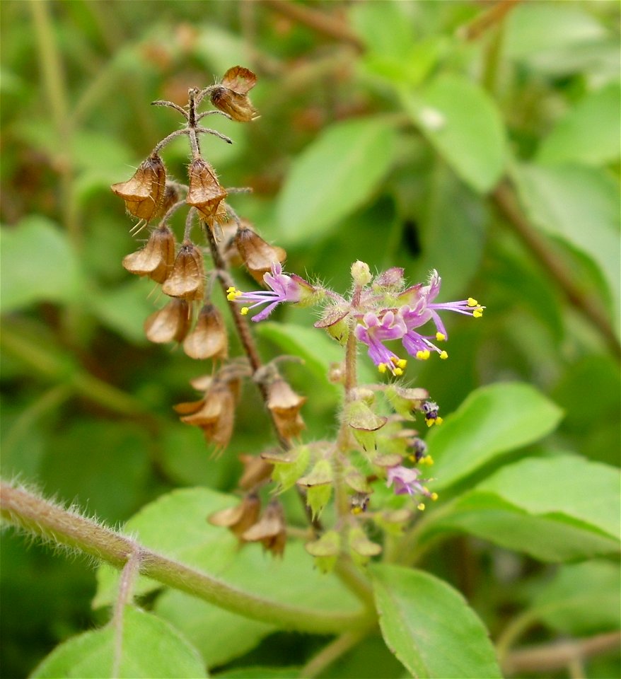 Close up image of tulsi flowers and pods, taken at Salem, Tamil Nadu, India.