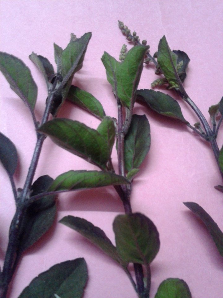 கருந்துளசி  
Botanical name: Ocimum Tenuiflorum
Common name – Purple stalked basil
Tamil name – KARUNTULASI (கருந்துளசி) ’black tulsi’
Nativity – India

Increases  longevity ;Promotes flow of mother's
