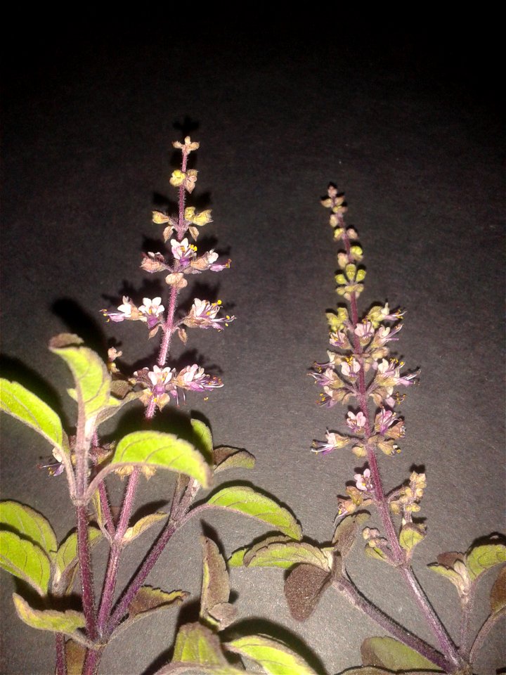 கருந்துளசி  
Botanical name: Ocimum Tenuiflorum
Common name – Purple stalked basil
Tamil name – KARUNTULASI (கருந்துளசி) ’black tulsi’
Nativity – India

Increases  longevity ;Promotes flow of mother's