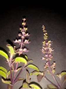 கருந்துளசி  
Botanical name: Ocimum Tenuiflorum
Common name – Purple stalked basil
Tamil name – KARUNTULASI (கருந்துளசி) ’black tulsi’
Nativity – India

Increases  longevity ;Promotes flow of mother's