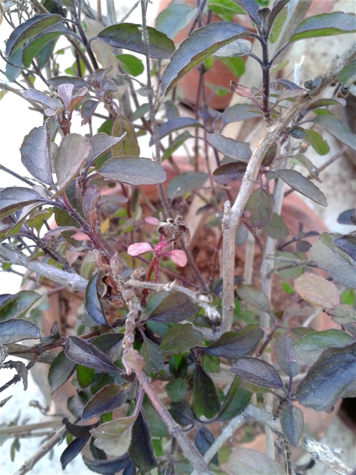 Botanical name: Ocimum Tenuiflorum
Common name – Purple stalked basil
Tamil name – KARUNTULASI (கருந்துளசி) ’black tulsi’
Nativity – India

Increases  longevity ;Promotes flow of mother's milk ;Known 