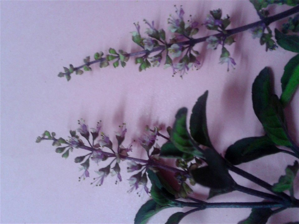 கருந்துளசி  
Botanical name: Ocimum Tenuiflorum
Common name – Purple stalked basil
Tamil name – KARUNTULASI (கருந்துளசி) ’black tulsi’
Nativity – India

Increases  longevity ;Promotes flow of mother's