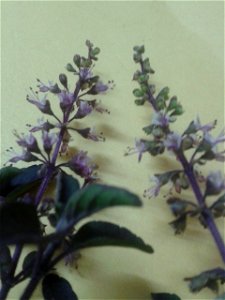 கருந்துளசி  
Botanical name: Ocimum Tenuiflorum
Common name – Purple stalked basil
Tamil name – KARUNTULASI (கருந்துளசி) ’black tulsi’
Nativity – India

Increases  longevity ;Promotes flow of mother's