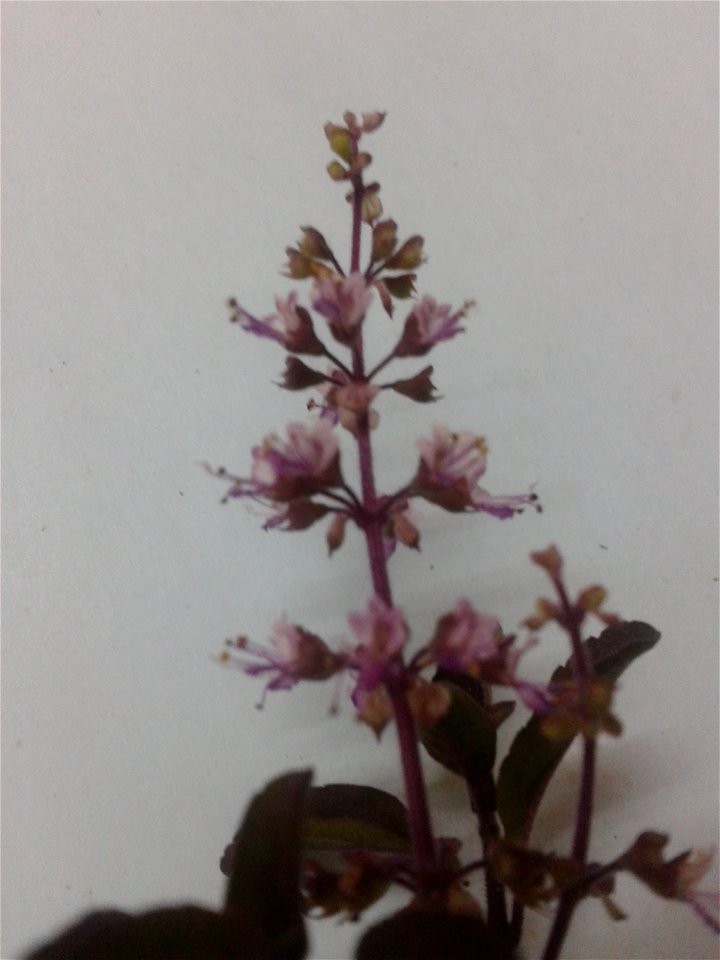 கருந்துளசி  
Botanical name: Ocimum Tenuiflorum
Common name – Purple stalked basil
Tamil name – KARUNTULASI (கருந்துளசி) ’black tulsi’
Nativity – India

Increases  longevity ;Promotes flow of mother's