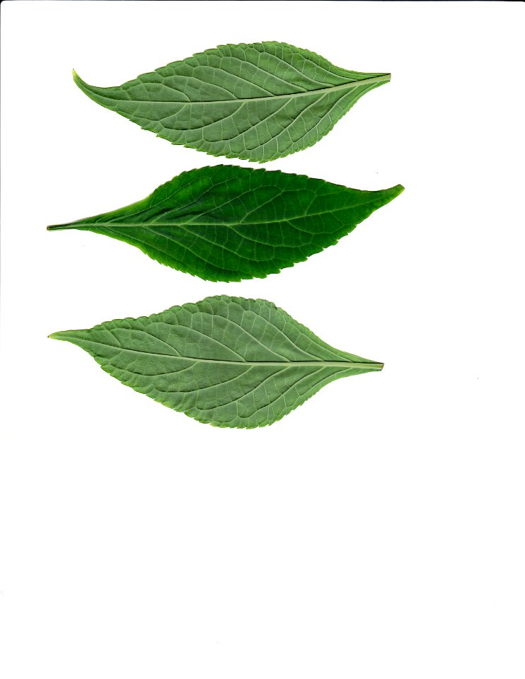 scanned image of Salvia Divinorum leaves