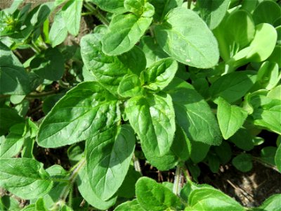 Oregano (Origanum vulgare) in Hockenheim