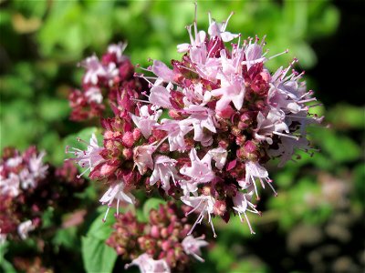 Oregano (Origanum vulgare) in Hockenheim