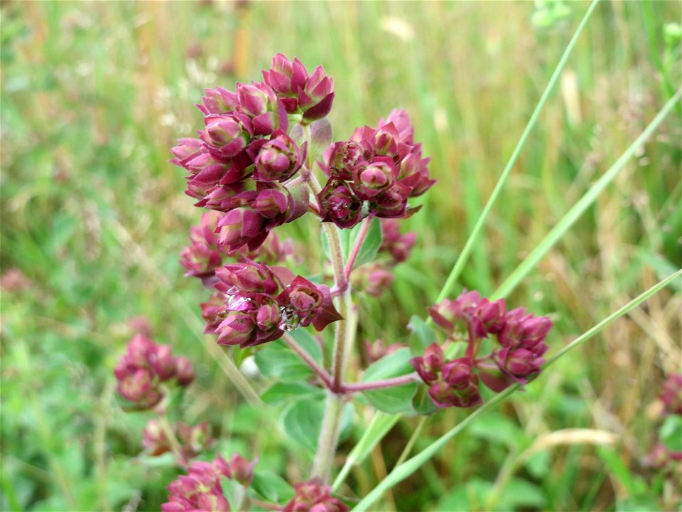 Oregano (Origanum vulgare) im Naturschutzgebiet Gewann Frankreich-Wiesental