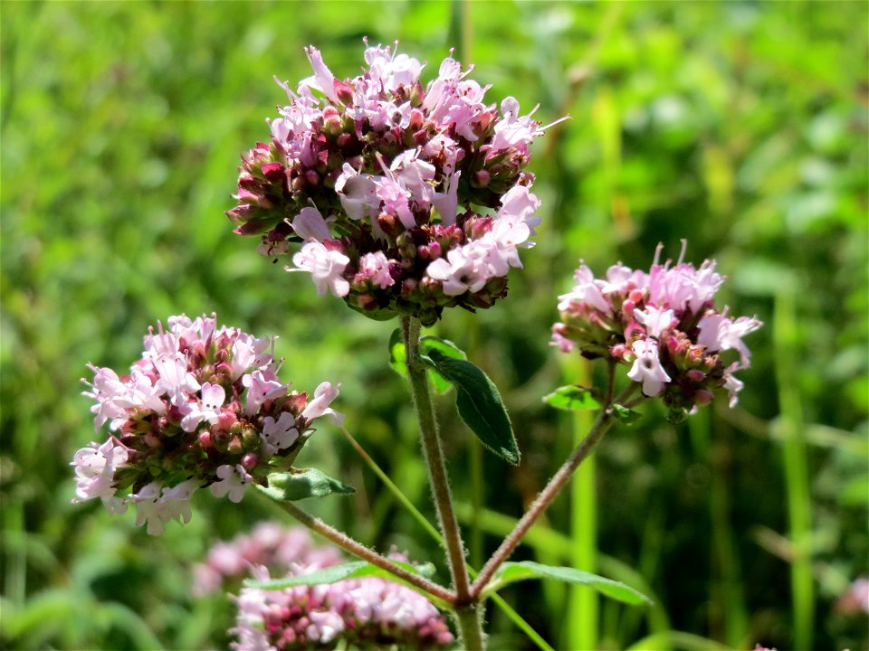 Oregano (Origanum vulgare) im Schwetzinger Hardt