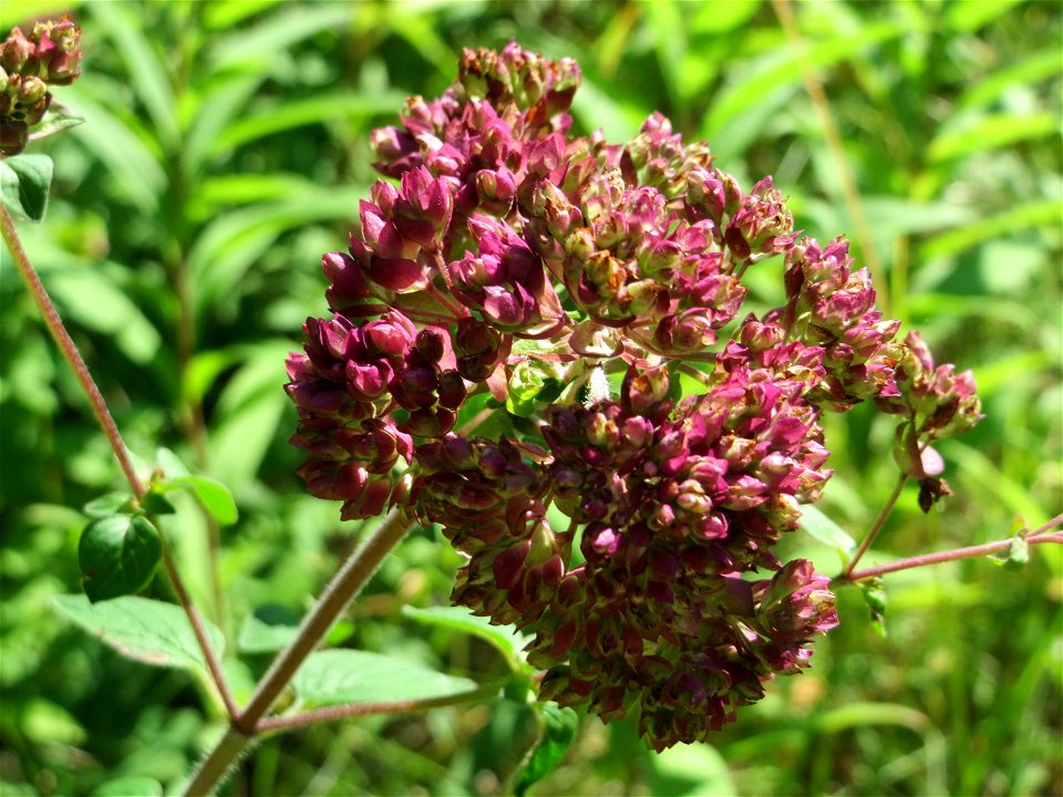 Oregano (Origanum vulgare) im Schwetzinger Hardt