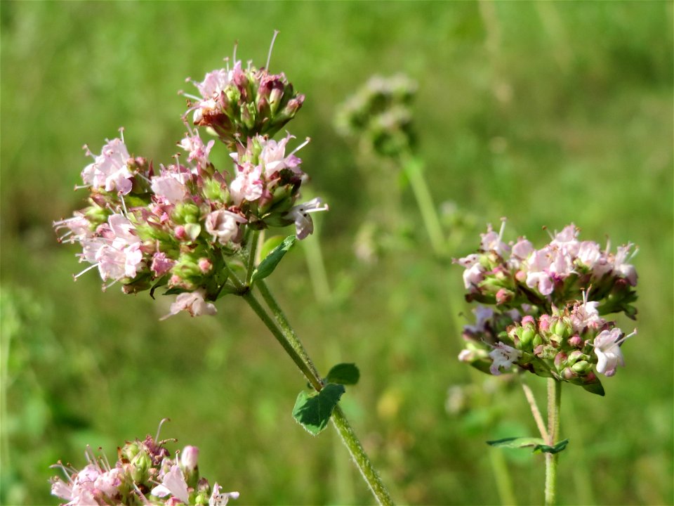 Oregano (Origanum vulgare) im Schwetzinger Hardt