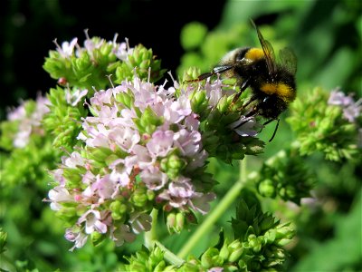 Oregano (Origanum vulgare) in Hockenheim