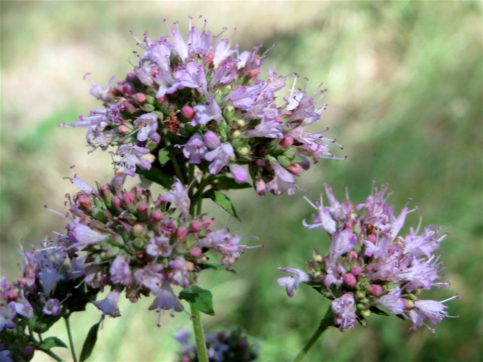 Oregano (Origanum vulgare) in der Schwetzinger Hardt