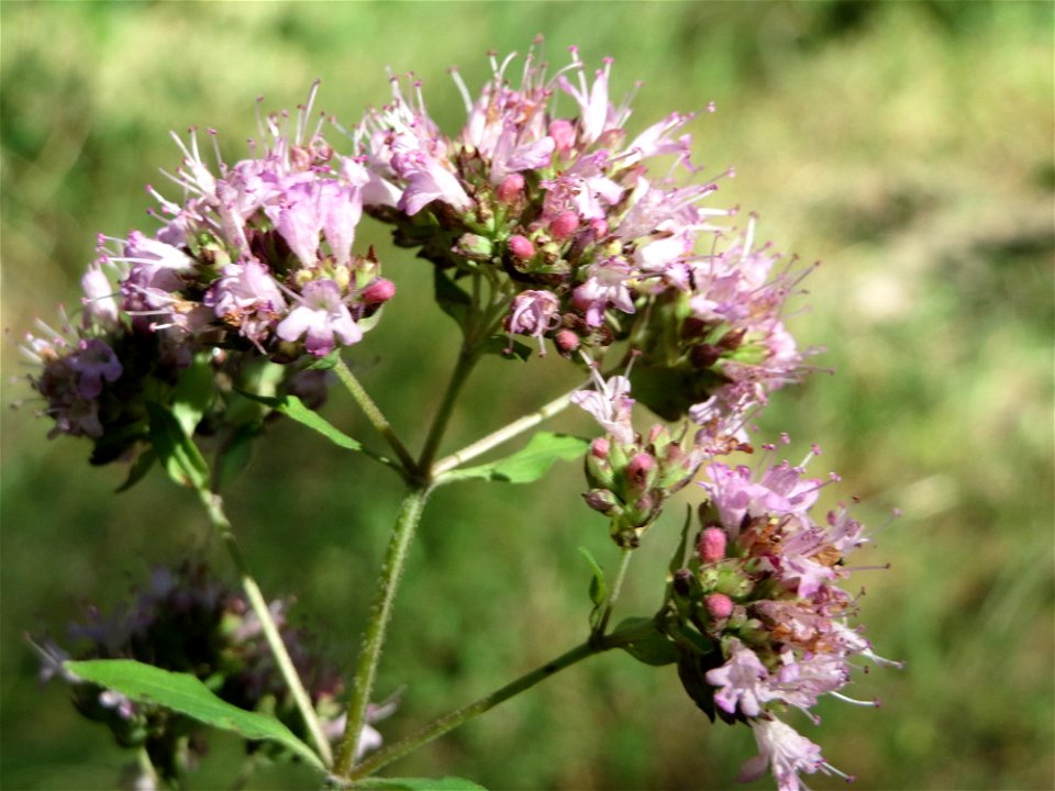 Oregano (Origanum vulgare) im Schwetzinger Hardt