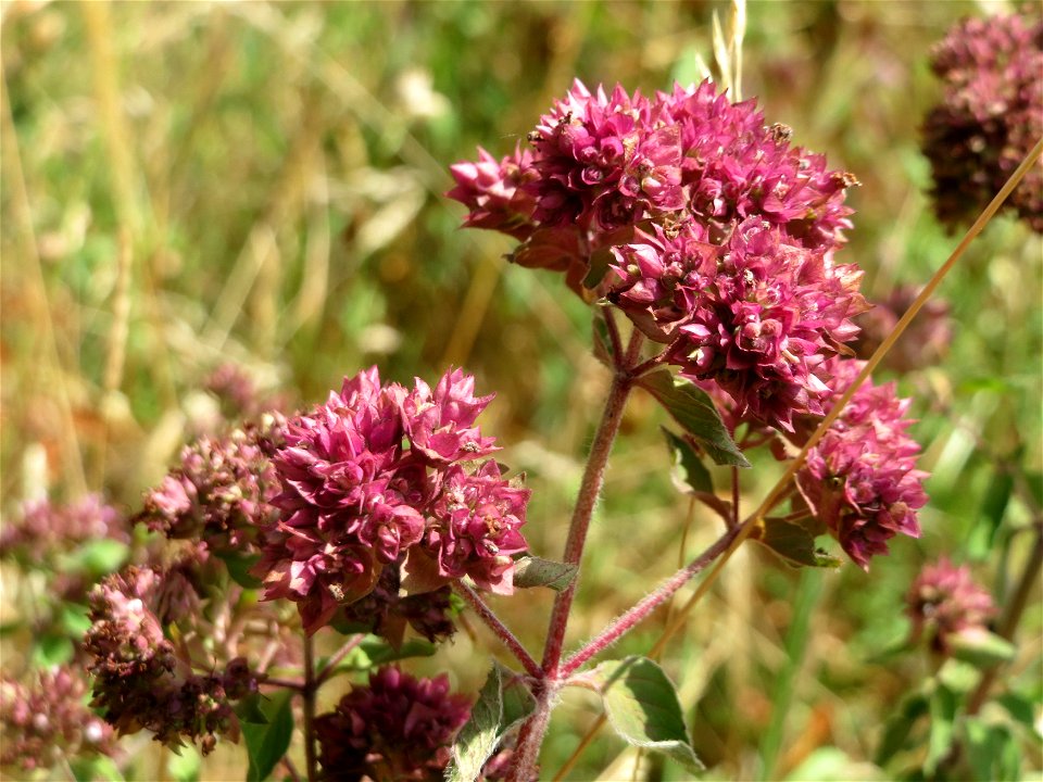 Oregano (Origanum vulgare) an der Elisabethenstraße bei Wiesbaden