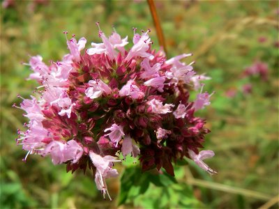 Oregano (Origanum vulgare) an der Elisabethenstraße bei Wiesbaden