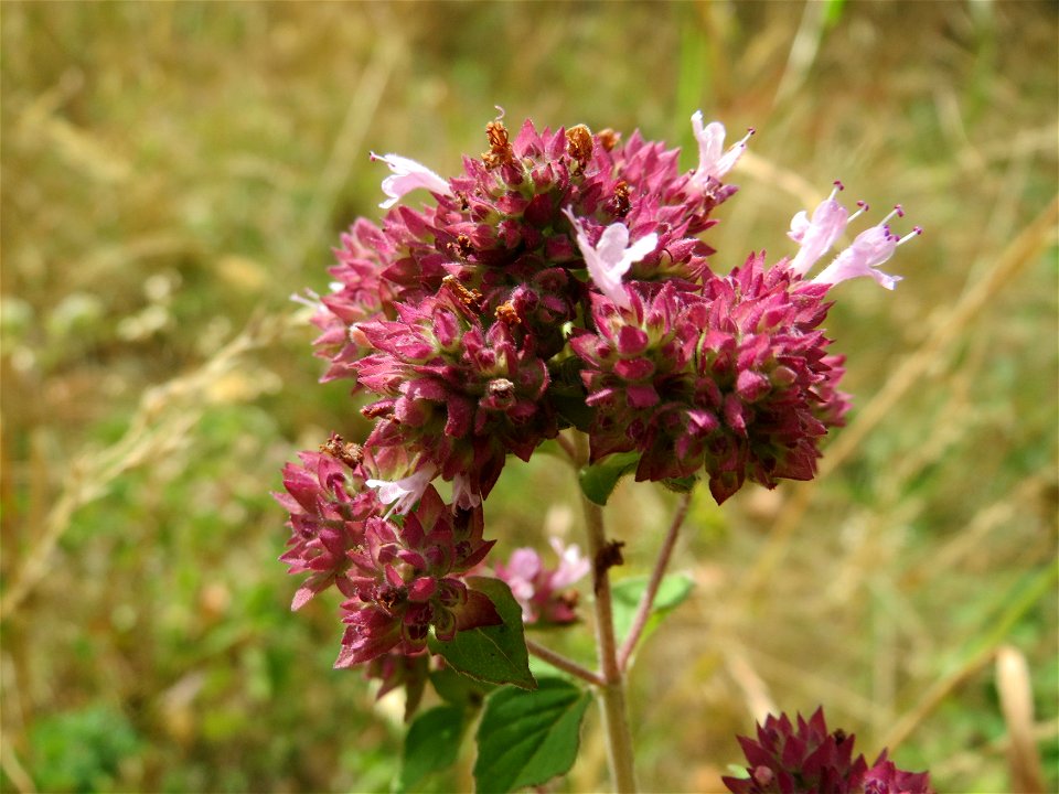 Oregano (Origanum vulgare) an der Elisabethenstraße bei Wiesbaden