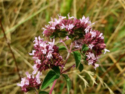 Oregano (Origanum vulgare) an der Elisabethenstraße bei Wiesbaden