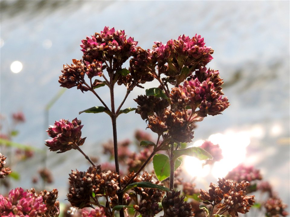 Oregano (Origanum vulgare) am Staden in Saarbrücken