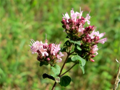 Oregano (Origanum vulgare) am Schalkenmehrener Maar