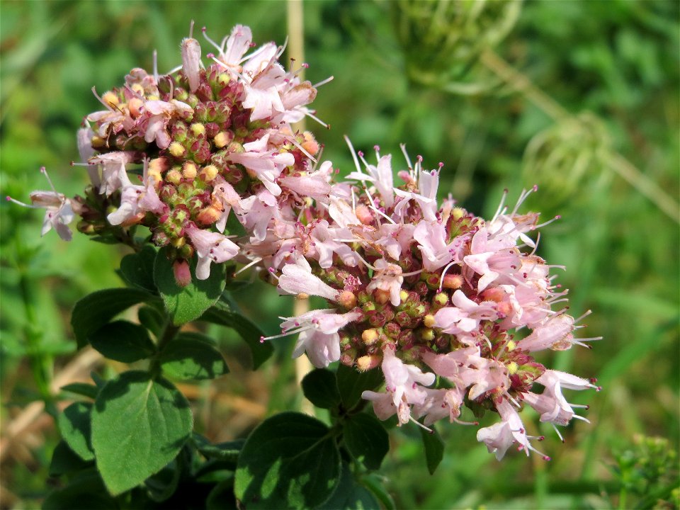 Oregano (Origanum vulgare) am Schalkenmehrener Maar