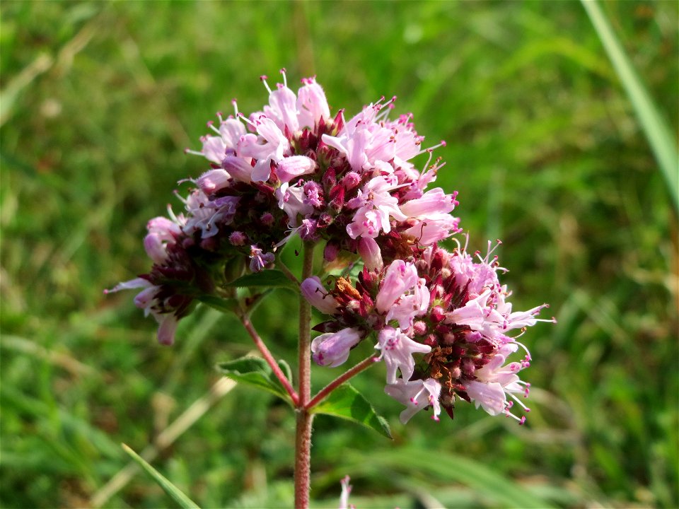 Oregano (Origanum vulgare) bei Schalkenmehren