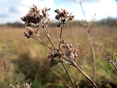 Oregano (Origanum vulgare) im Naturschutzgebiet "St. Arnualer Wiesen"