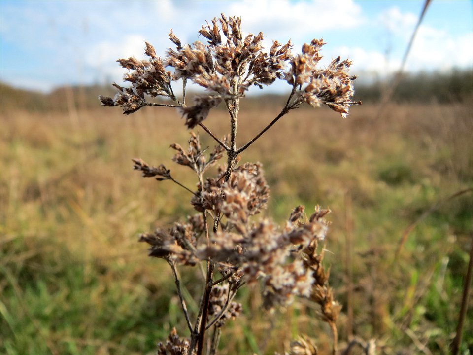 Oregano (Origanum vulgare) im Naturschutzgebiet "St. Arnualer Wiesen"