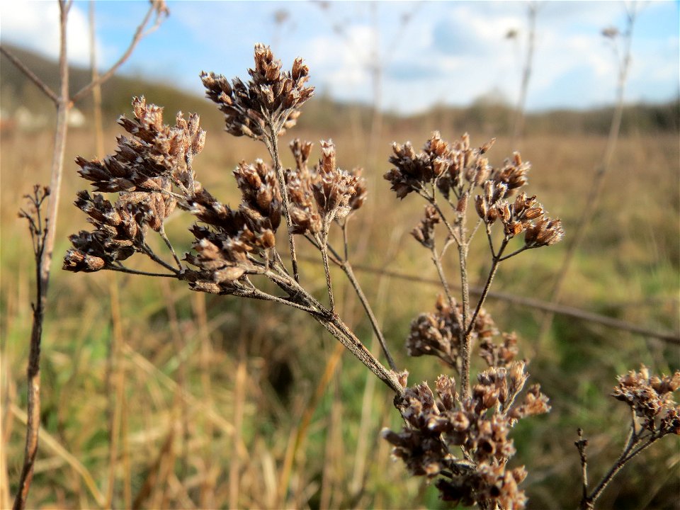 Oregano (Origanum vulgare) im Naturschutzgebiet "St. Arnualer Wiesen"