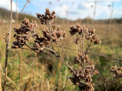 Oregano (Origanum vulgare) im Naturschutzgebiet "St. Arnualer Wiesen"