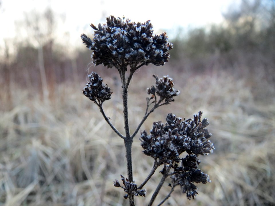 Oregano (Origanum vulgare) im Naturschutzgebiet "St. Arnualer Wiesen"