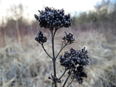 Oregano (Origanum vulgare) im Naturschutzgebiet "St. Arnualer Wiesen"