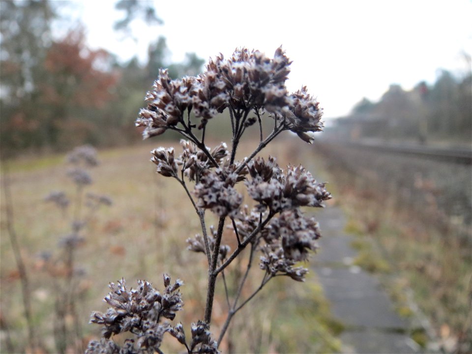 Oregano (Origanum vulgare) im Schwetzinger Hardt