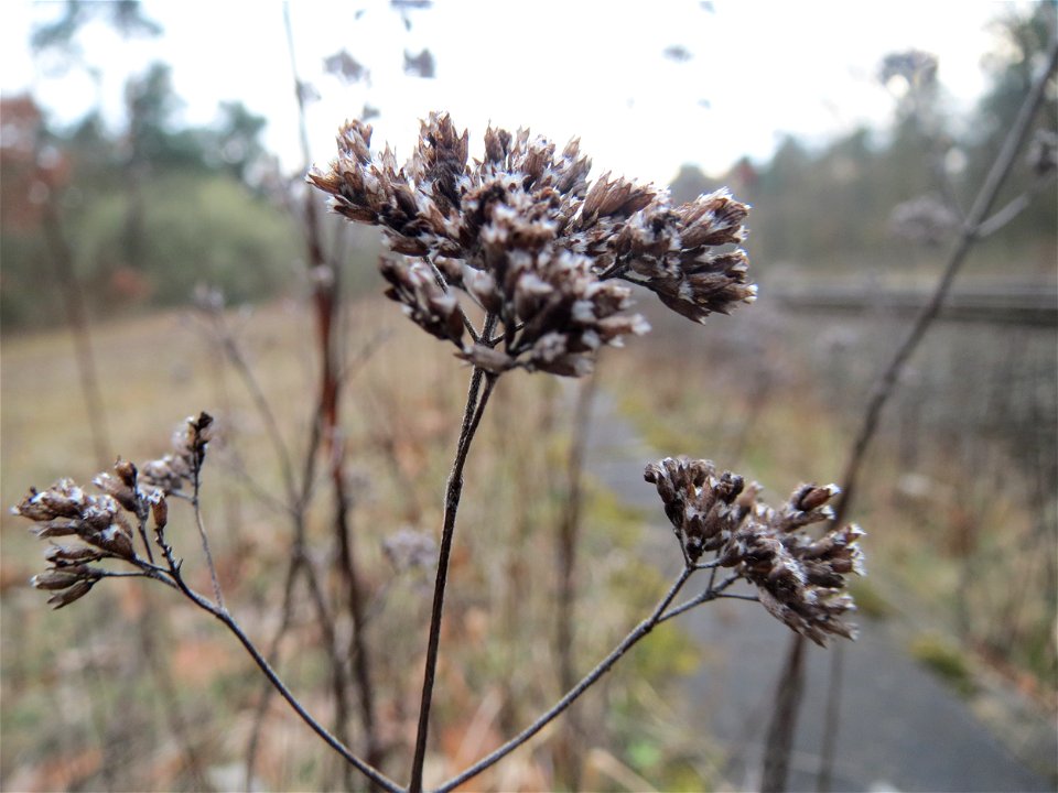 Oregano (Origanum vulgare) im Schwetzinger Hardt