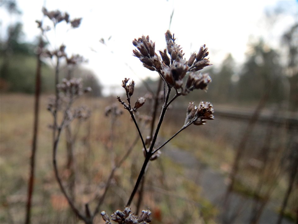 Oregano (Origanum vulgare) im Schwetzinger Hardt