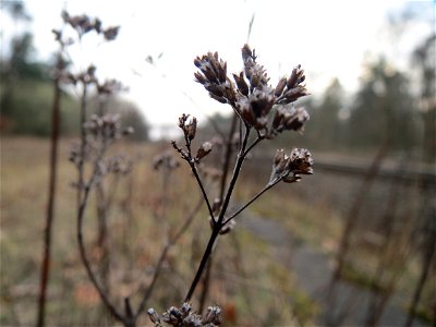 Oregano (Origanum vulgare) im Schwetzinger Hardt